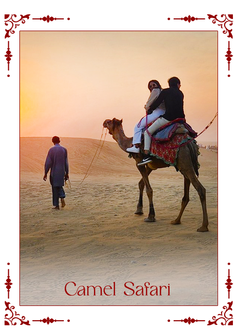Camel Safari (1)